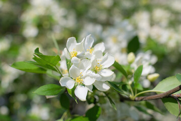 Obraz na płótnie Canvas Branch of a blossoming apple tree