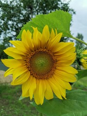 yellow sunflower in the garden with a green leaf