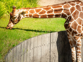 A big graceful african exotic giraffe with long tall elegant neck and spotted pattern stretching its cute face and tongue into sunlight and wild green grass eating outdoor in a zoo safari animal park