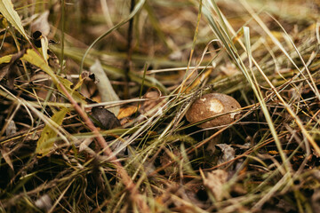 Beautiful edible mushroom with brown cap in autumn grass in sunny woodland. Brown Birch Bolete