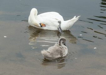 Swan and cygnet grooming in a lake