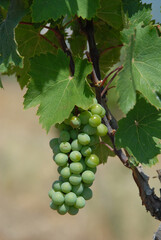 An image of large bunch of white wine grapes hang from an old vine at vineyard. Wine making. Harvesting. Closeup.