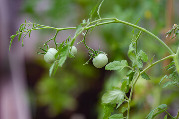 Unripe green tomatoes on a branch planted in the open ground.Homegrown concept. Summer gardening