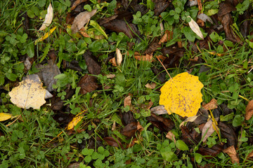 Green lawn with fallen autumn leaves for background