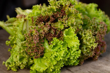 Close up of freshly picked green and red lettuce. Freshness. Home gardening concept