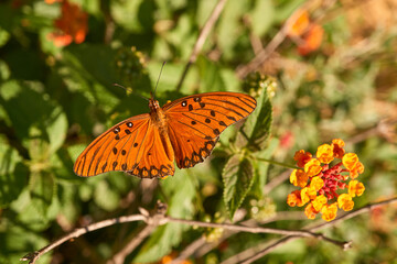 Orange butterfly posing on colorful flowers.