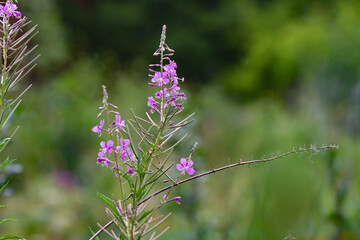 Summer natural backround: beautiful purple Ivan-tea flowers on a sunny green medow. 