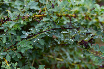 Close-up of green leaves on a thorny bush covered in raindrops. The fresh water droplets glisten on the surface, enhancing the natural texture and rich details of the foliage. 