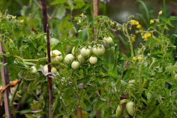 Unripe green tomatoes on a branch planted in the open ground.Homegrown concept. Summer gardening