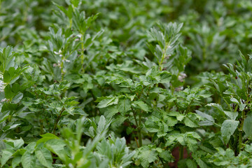 Lush green vegetation with dense foliage of wild plants in a natural environment. The fresh leaves and soft natural light create a vibrant and organic scene, perfect for themes related to nature.