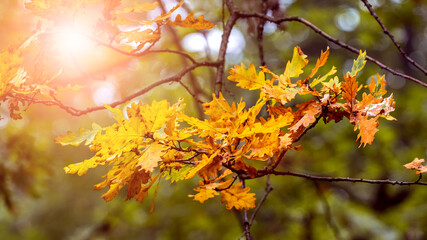 Obraz premium Oak branch with dry leaves in the autumn forest on a clear sunny day. Sunny autumn day in the forest