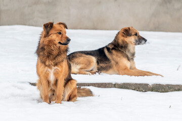 Two dog in the winter in the snow, one dog sitting, the other dog lying in the snow. Animals in winter