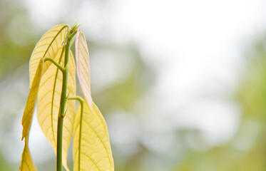 Yellow red colorfull plant on a sunny day