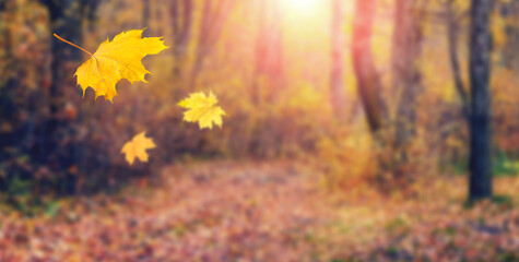 Yellow maple leaves fall to the ground in the autumn forest. Picturesque autumn landscape with falling leaves in warm autumn tones