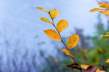 Branch with dry autumn leaves near the river on a blurred background. Autumn background