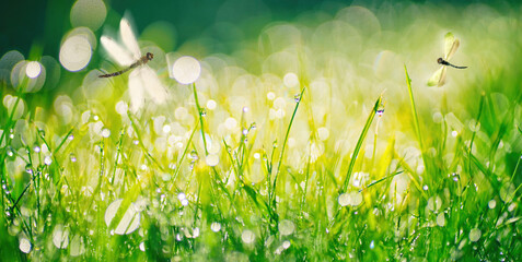 Fresh grass and sparkling drops of morning dew in warm sunlight, with shallow focus and flying...