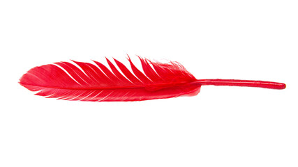 Elegant red feather isolated on the white background