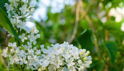 Branch of blossoming white lilac on a sunny day