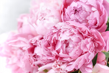 Beautiful pink flowers of peonies close-up. Selective focus image