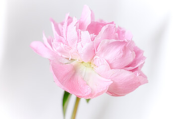 Fototapeta na wymiar Pink peony bud on a light background. Selective focus image