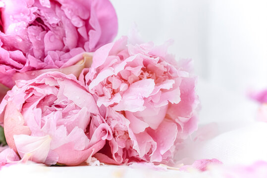 Beautiful pink peony flowers in full bloom. Selective focus image