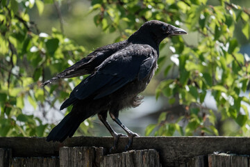 crow