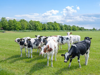 Cows in a field.  Flevoland Province, The Netherlands © HollandPhotostock.nl