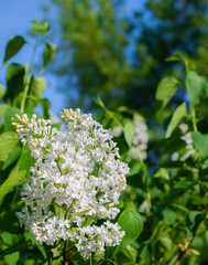 Branch of blossoming white lilac on a sunny day