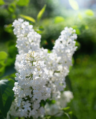Branch of blossoming white lilac on a sunny day