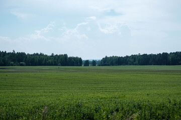 Obraz premium field and blue sky