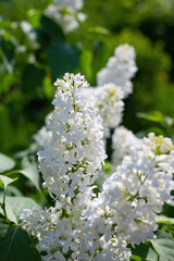 Branch of blossoming white lilac on a sunny day