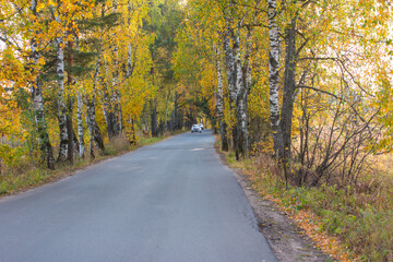 road in autumn forest