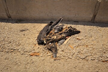 Dead crow in the street.
This crow is called Western jackdaw.
probably death by cold or disease.
The carrion of a bird. carcass, animals in the city.
Dead birds, wildlife, wild nature.
poor animal
