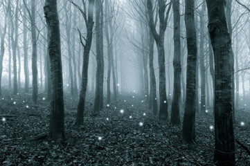 A fantasy concept. Of glowing ghostly lights floating in a foggy, winter forest. With a cold blue edit.