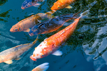 Colorful schools of koi and goldfish in the ornamental fish pond