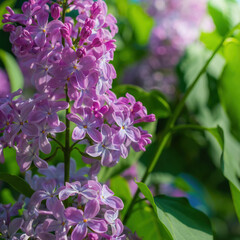 Branch of blossoming purple lilac on a sunny day