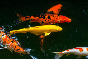 Colorful schools of koi and goldfish in the ornamental fish pond