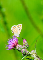 butterfly on a flower