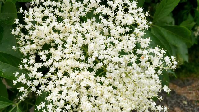 View of the white flowering bush in the garden in the summer
