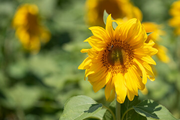 field of natural sunflowers in summer