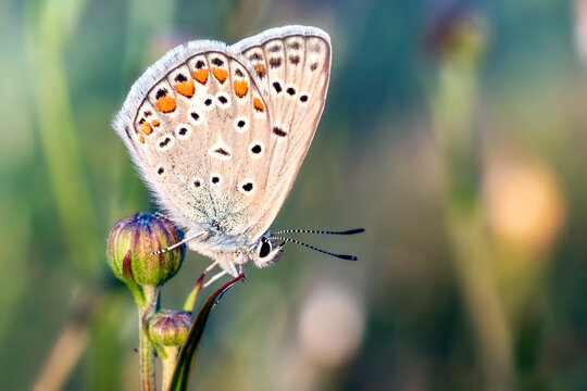 The Blues (Lycaenidae) Butterfly. They Are The Second Largest Family Of Butterflies. The Family Comprises Seven Subfamilies, Including The Blues. They Are Also Called Gossamer Winged Butterflies.