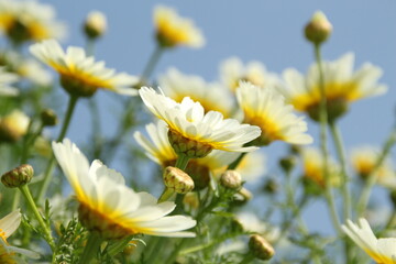 daisies in the garden