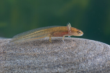Larva of Lissotriton helveticus at the bottom of the pond