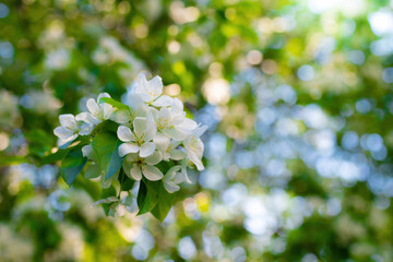 Branch of a blossoming apple tree