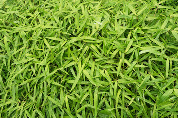Background many wet bamboo plants as top view with water 