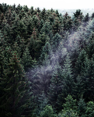 Nebel im Wald