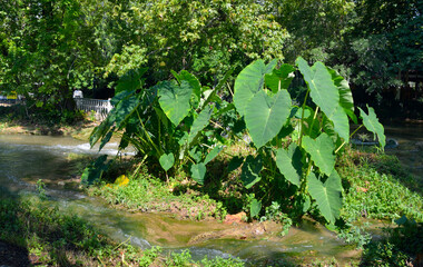 Colocasia esculenta, taro, kalo, dasheen, madhumbe, marope, magogoya, patra or godere
