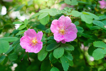 Blooming pink wild rose spring day
