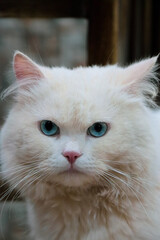 Naklejka na ściany i meble cute white persian cat 
