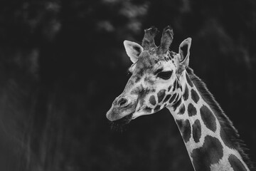 Cute giraffe portrait. Close up photography